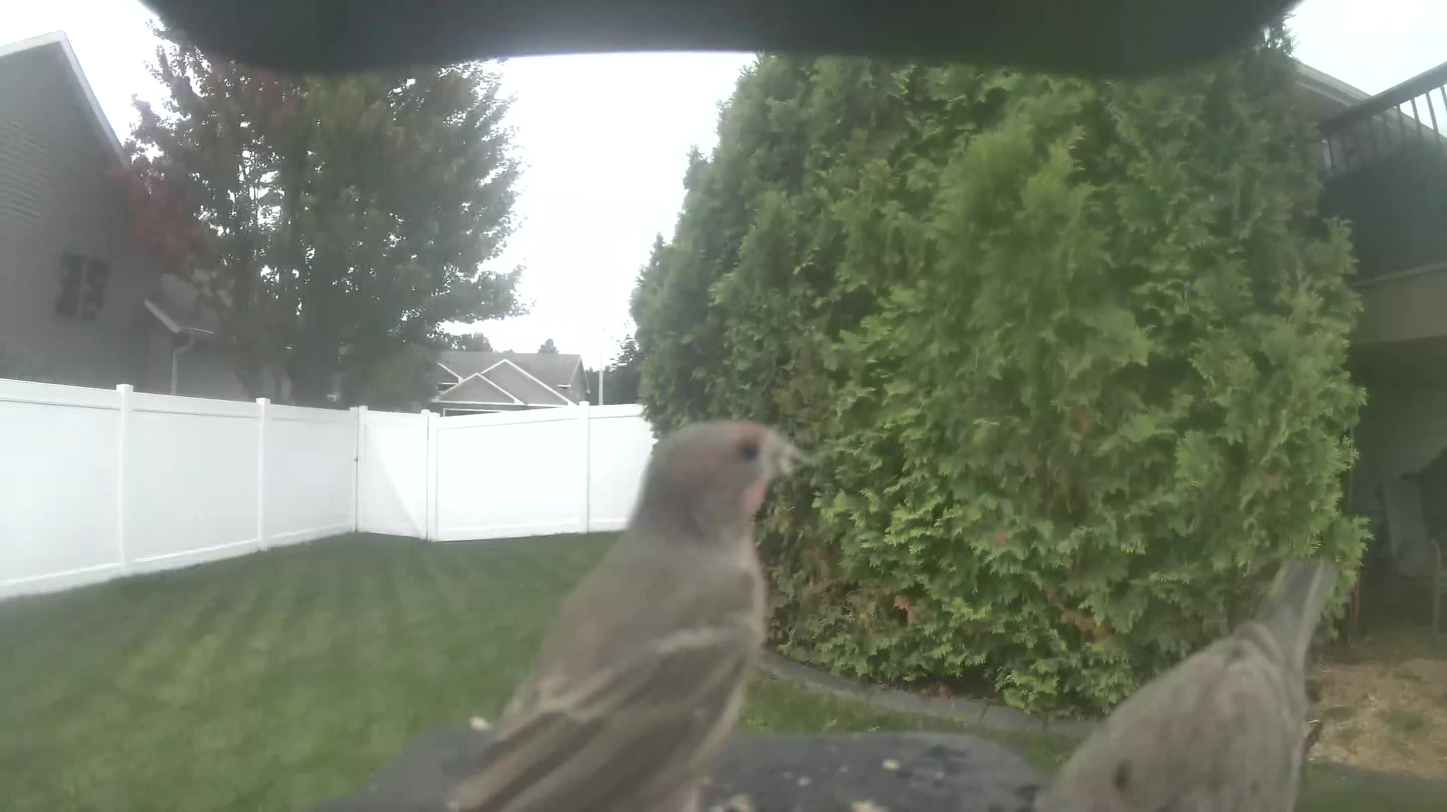 House Finch