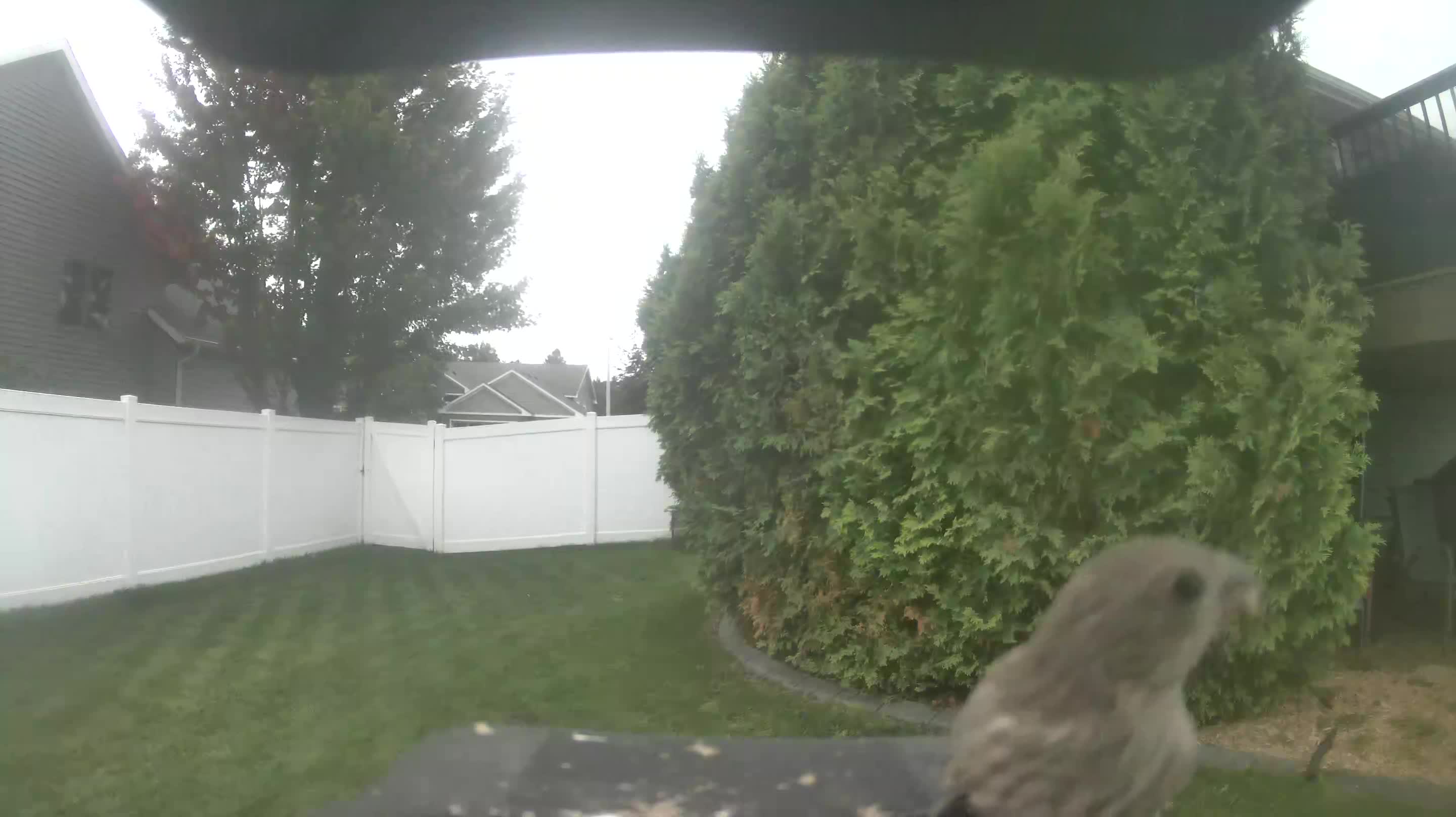 House Finch
