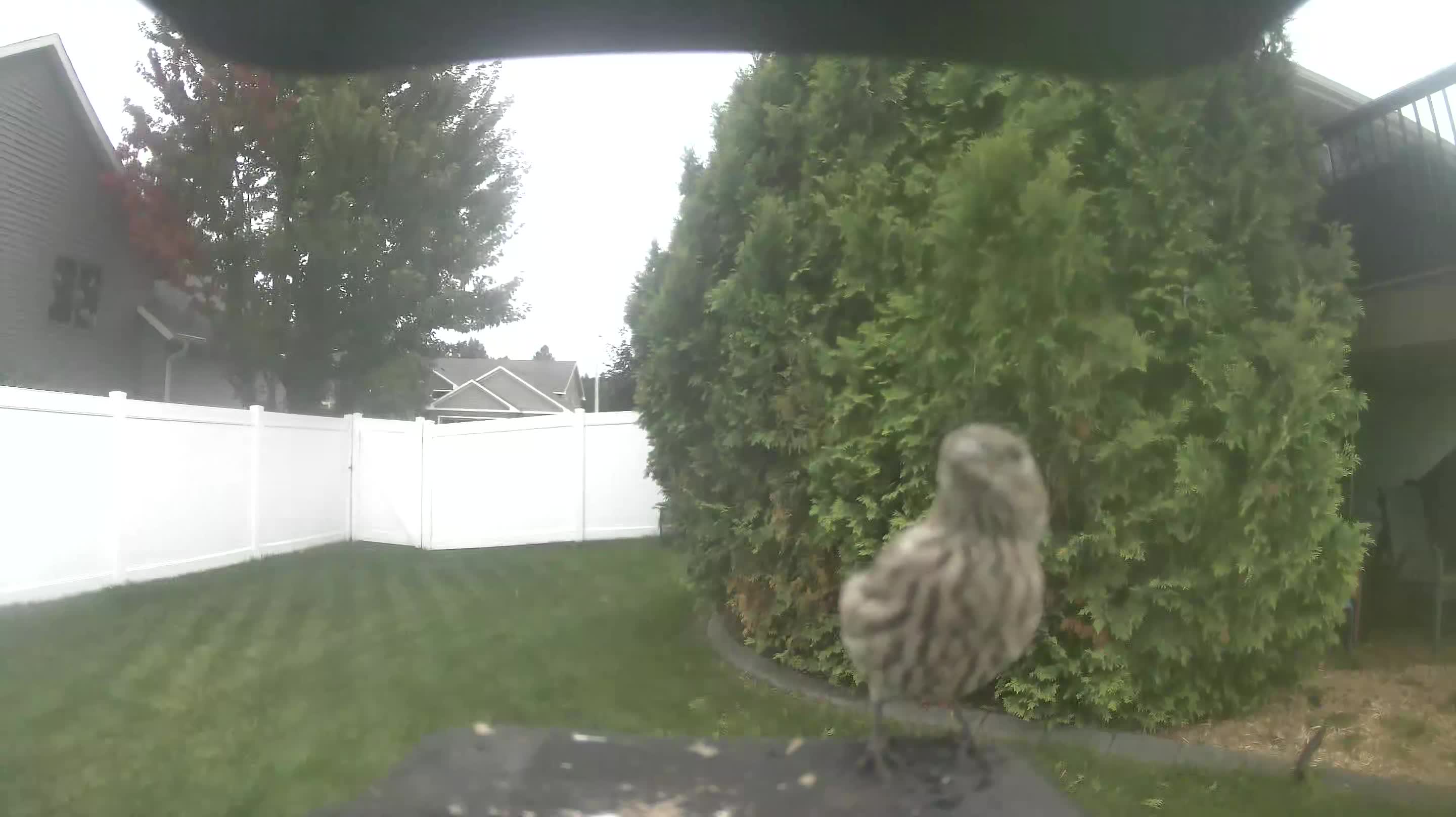 House Finch