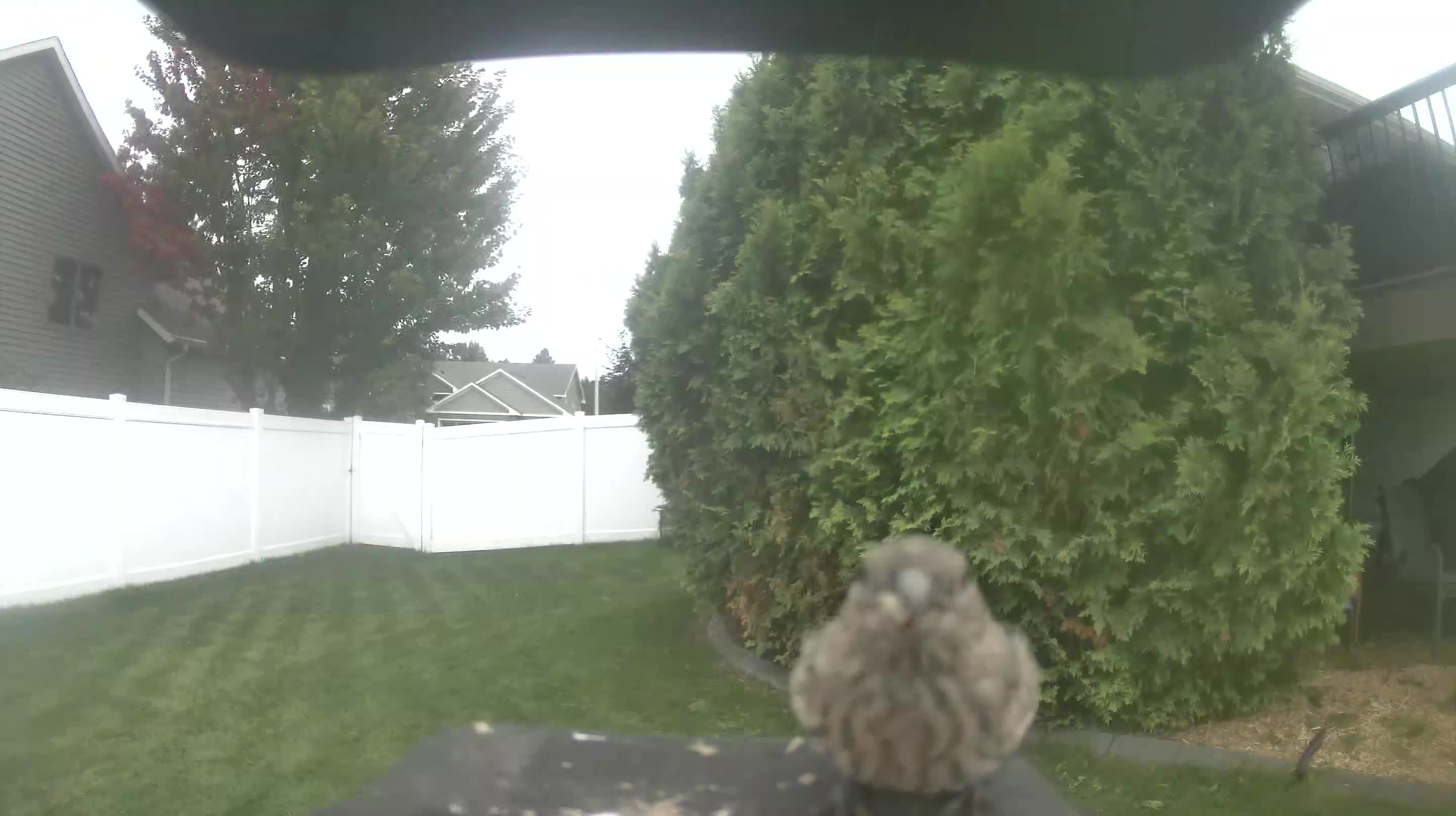 House Finch
