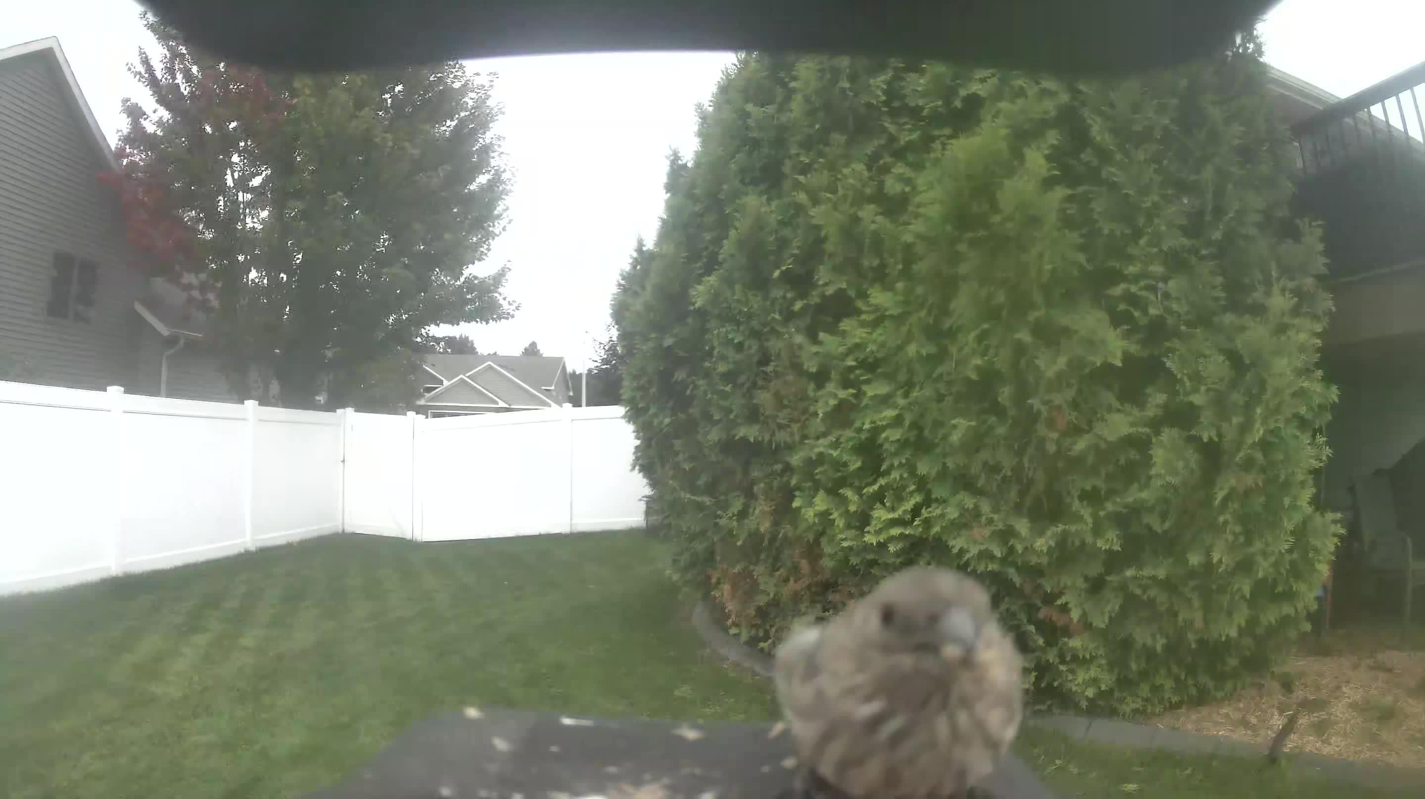 House Finch