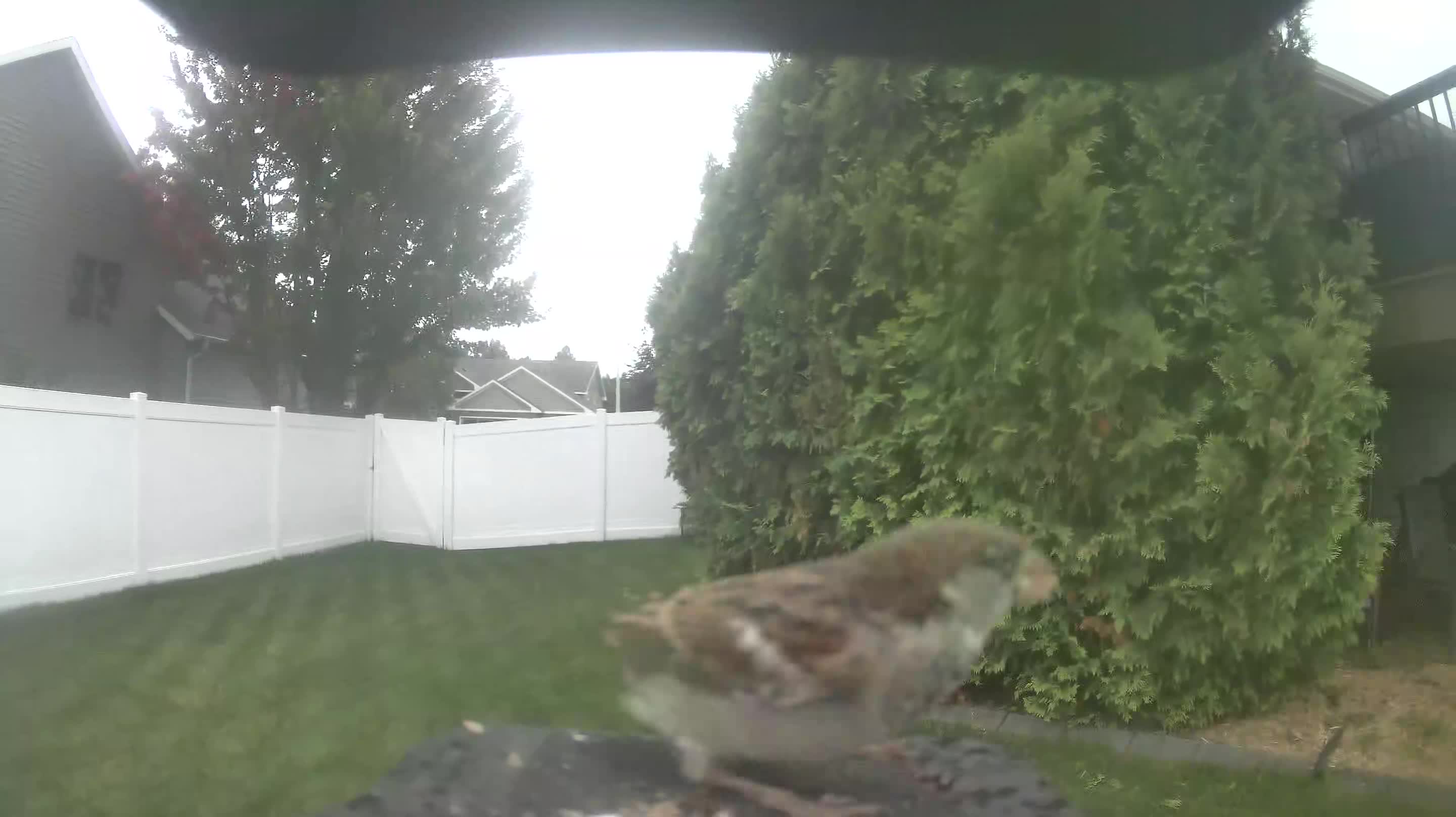 House Sparrow