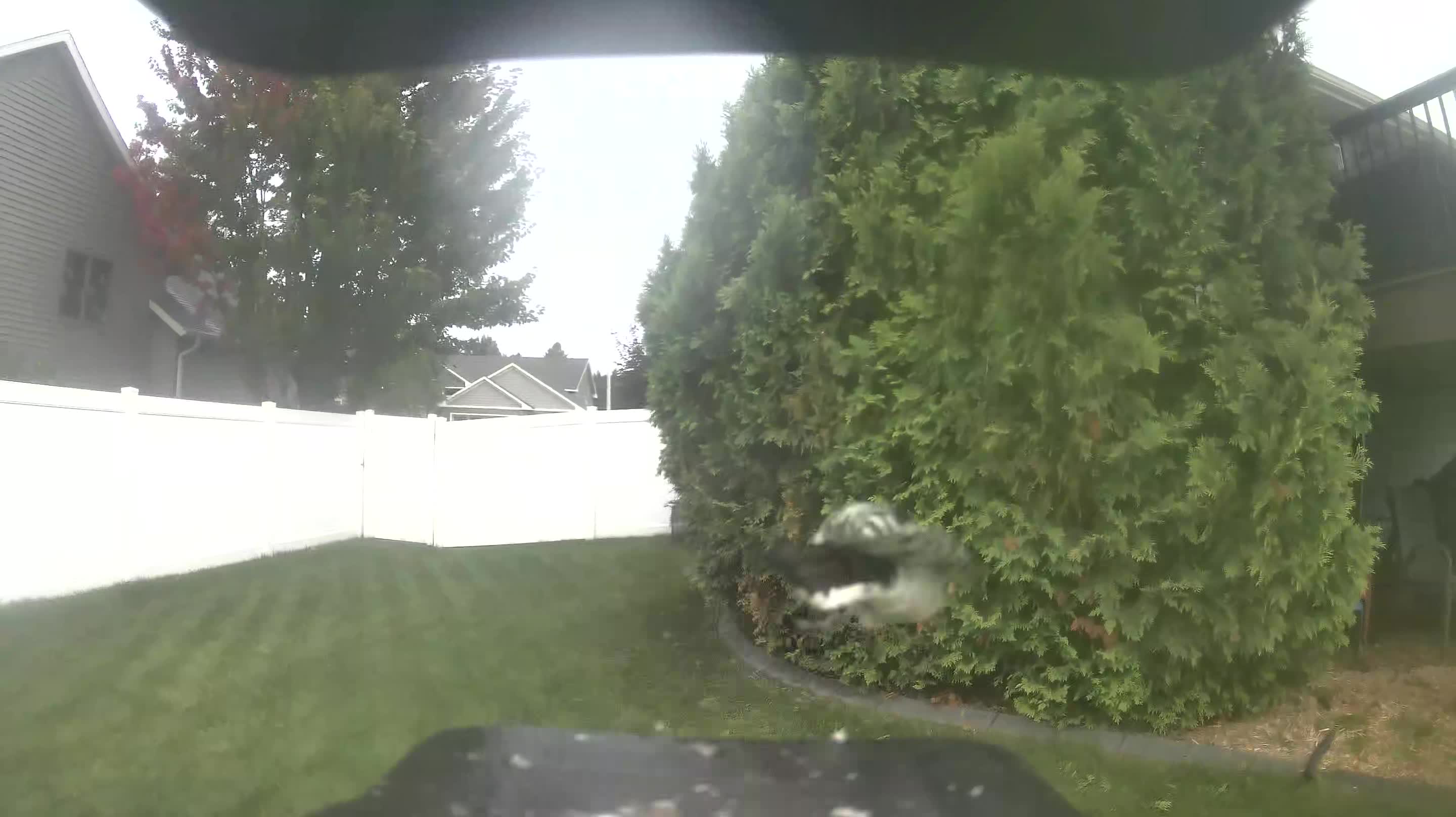 Downy Woodpecker
