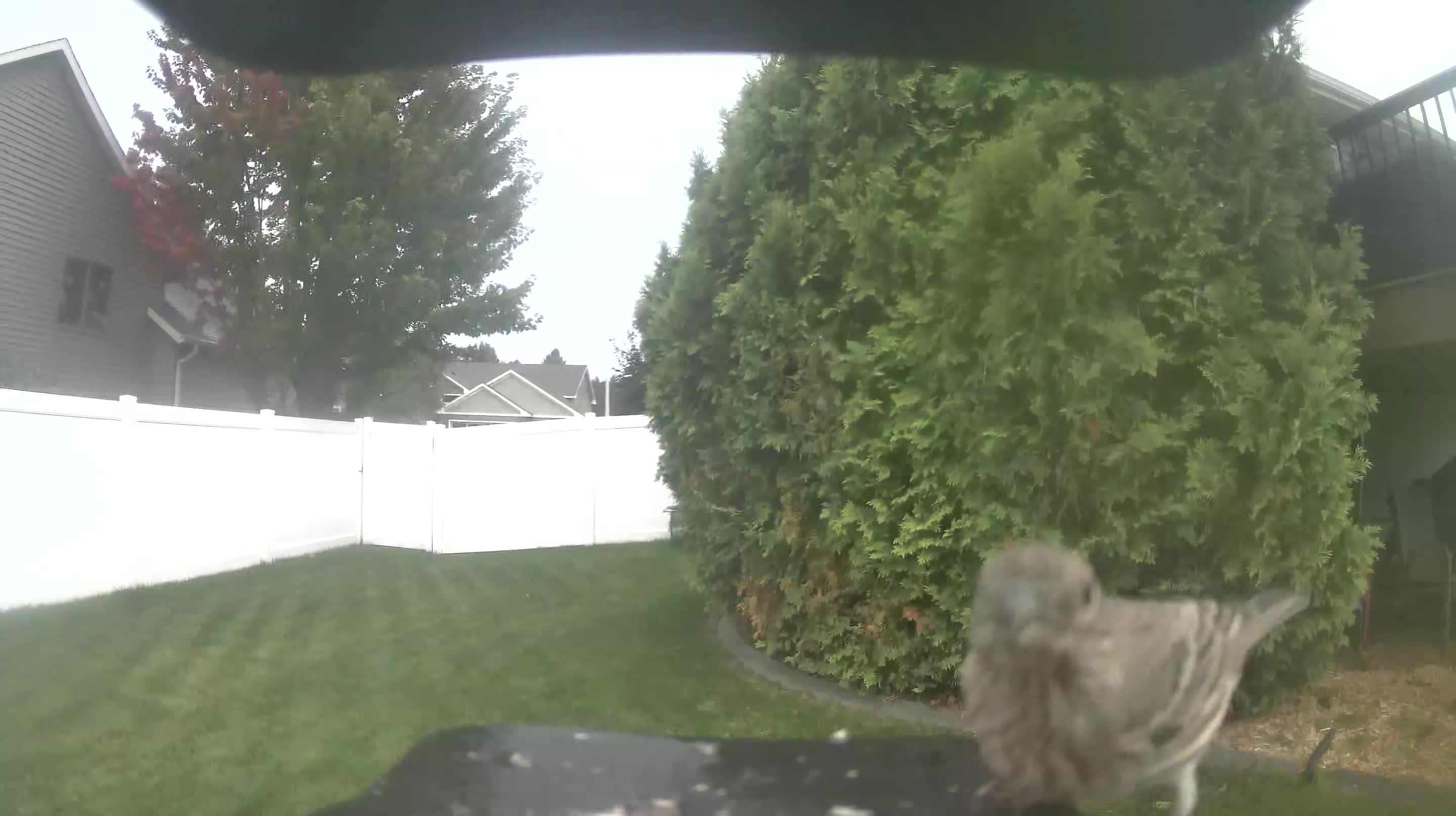 House Finch