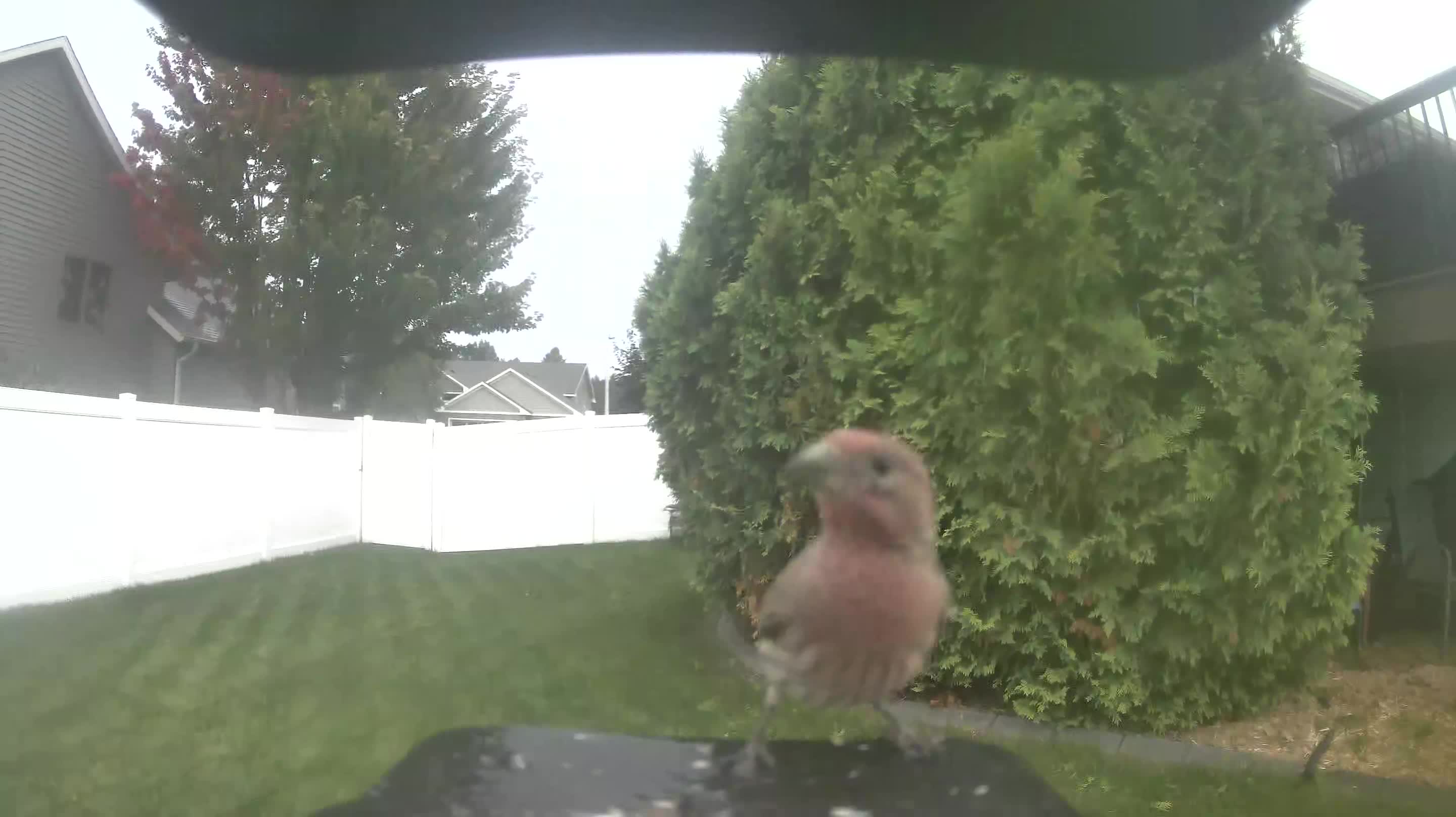 House Finch