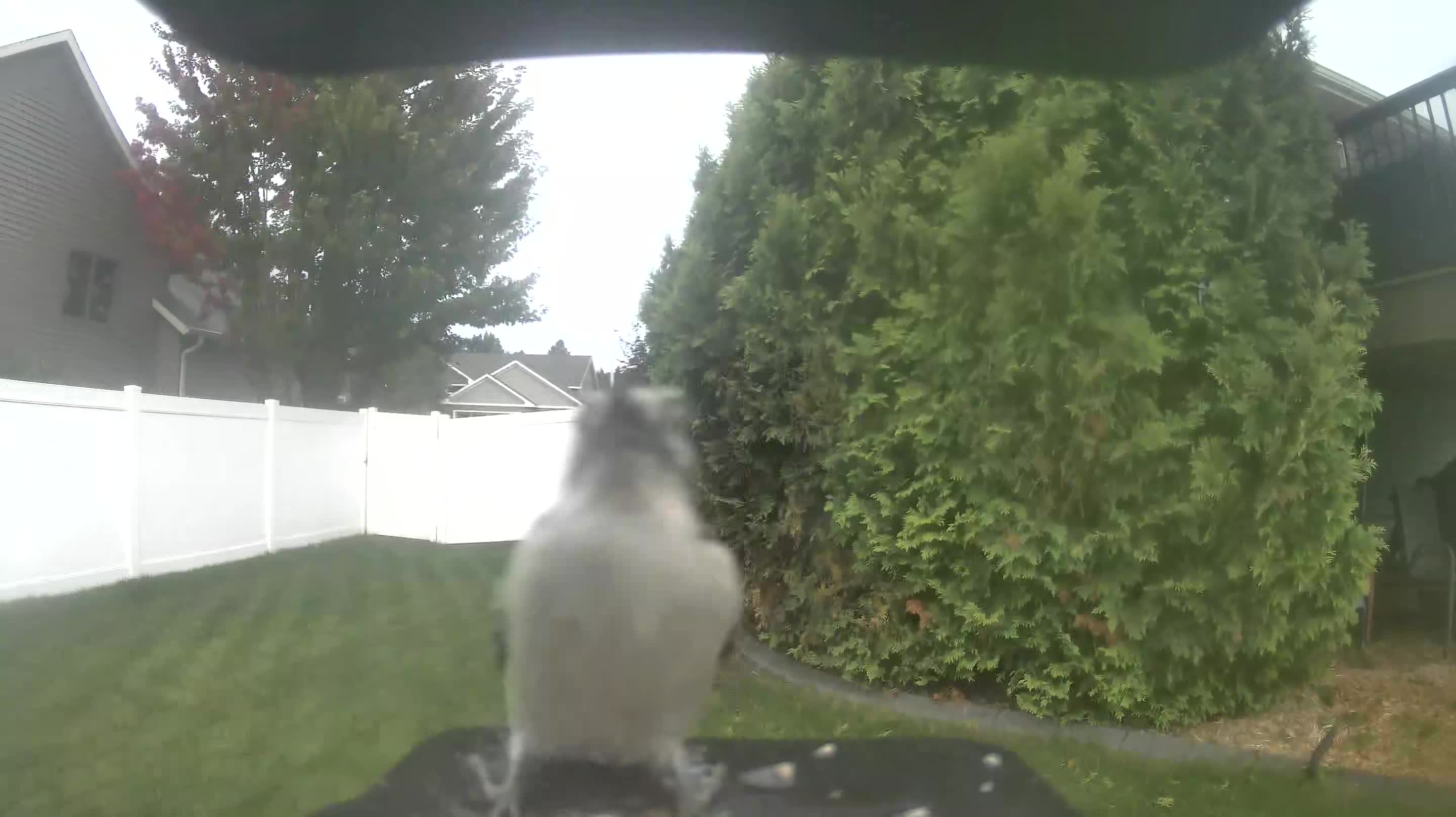 Blue Jay