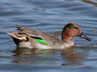 Green-winged Teal