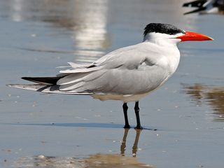 Caspian Tern