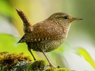 Winter Wren